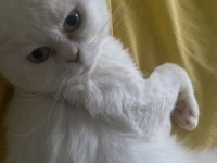 1 yaşında kısırlaştırılmış erkek british shorthair
