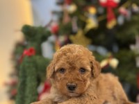 Minik Maltipoo Bebeklerim