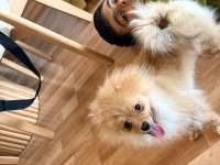 Tüm aşıları yapılı ve Tuvalet eğitimli 5 aylık pomeranian