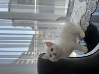 British Shorthair Scottish