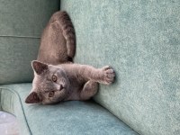 2 aylik erkek british shorthair