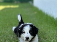 Köpeğimiz Leomuza iyi bakacak bir yer arıyoruz