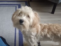 9 aylık maltipoo