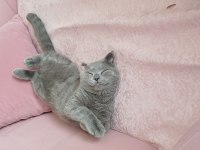 yavru scottish fold
