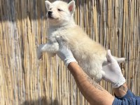 Mas mavi deniz gözlü husky yavrularım