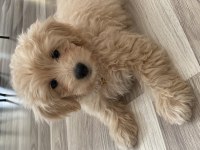 Maltipoo dişi