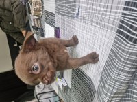 Şivava yavru köpeğimiz