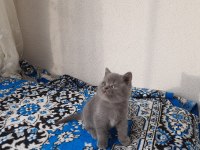 2 Aylık British Shorthair Erkek Yavru