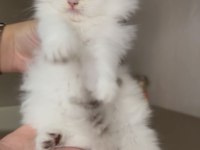 Pamuk şeker tadında sevgi yumağı bir kız kedimiz