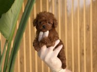 Poodle Bebekler