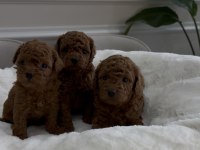 Kore Kanı Toy Poodle Yavrular