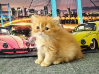 British Longhair Red Erkek