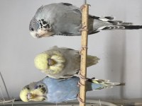 Fethiye Muhabbet Kuşu Show Jumbo Yavru