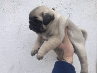 Üst segment pug mops yavrular isteyen