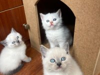Yavru british longhair kedimiz