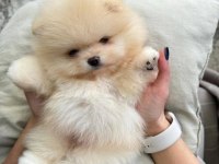 Pomeranian yavrularımız beyaz Orange mevcut