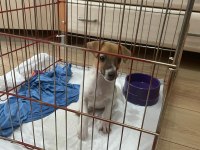 Jack Russell 2,5 Aylık