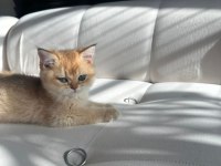 British longhair 3 aylık kediiz