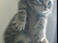 yakışıklı scottish fold yavrum