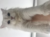 British longhair silver point erkek
