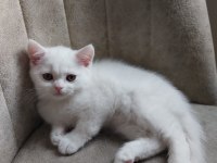 Bembeyaz kartopu kedilerimiz