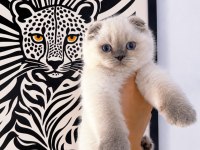 SAFKAN MÜKEMMEL KALİTE MAVİŞ GÖZLÜ KEDİLERİM