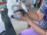 British shorthair