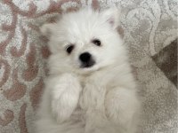 Teslime Hazır Pomeranian Spitz Yavrularımız