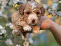 Mükemmel kalite maltipoo yavrular için geç kalmayın