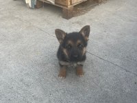 2 aylık Safkan Dişi Alman çoban köpeği son yavru