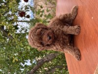 Orjinal aşılı toy poodle