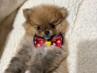 İyisi değil en iyisi 1 dişi ve 2 erkek teddy bear pomeranian