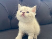 Yavru british shorthair
