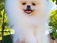 Pomeranian Boo Yavru