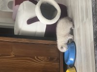 3 aylık Scottish Fold