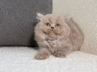 Irk Ve Sağlık Garantili British Longhair Yavrularımız