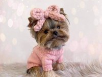 Yorkshire Terrier Yavrular Mükemmel Güzellik