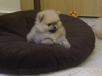 Pomeranian boo yavruları