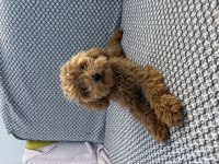 Tea cup ponçik poodle