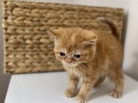 Şecereli Exotic Shorthair Bebekler