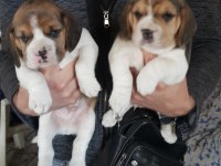 A Klas Beagle Yavruları