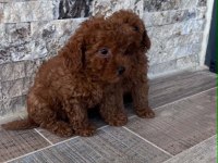 IRK VE SAĞLIK GARANTİLİ KISA BACAK TEACUP POODLE YAVRULAR