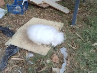 Hollanda Teddy Lop Tavşanlar