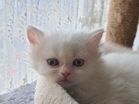 Hazır british longhair yavrular