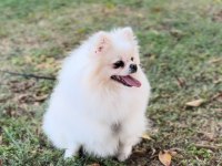 2 yaşında orjinal pomeranian boo