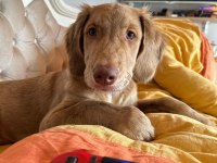 Acil yuva aranıyor golden retriever