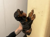 FCİ SECERELİ MUHTEŞEM KAN HATTI DOBERMAN
