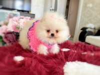 MİNİ BOY POMERANİAN KÜÇÜK PRENSES