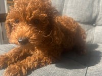 3 aylık erkek poodle
