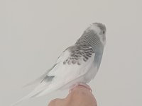 YEME DÜŞECEK MUHABBET KUŞU
